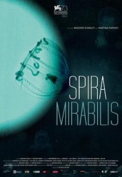 螺纹 Spira mirabilis