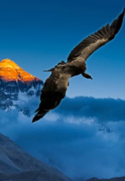《喜马拉雅高山兀鹫》